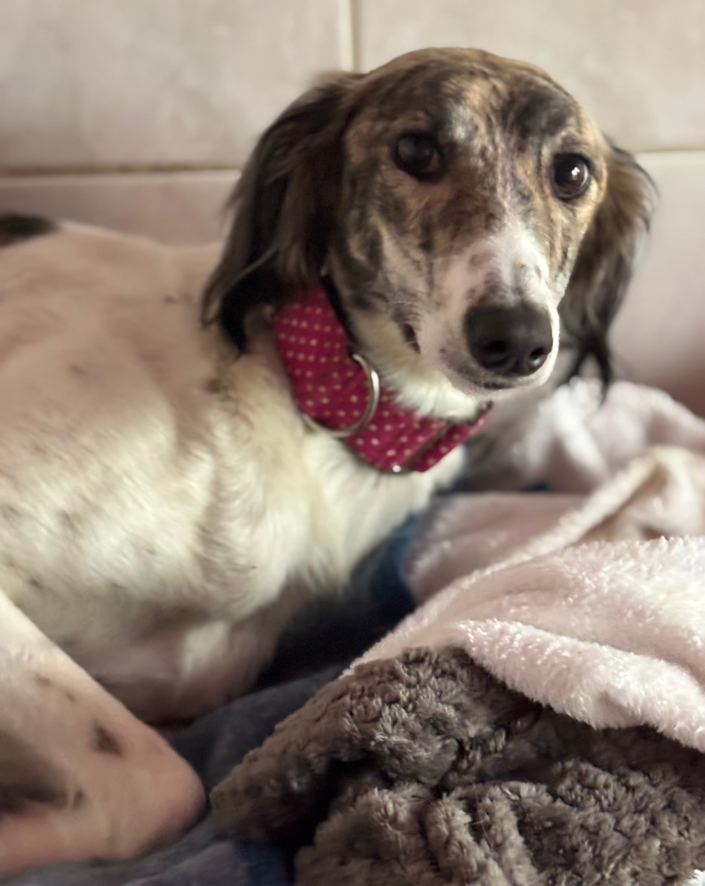 Bewley, a Saluki Cross looking for a home through Kildare Animal Foundation