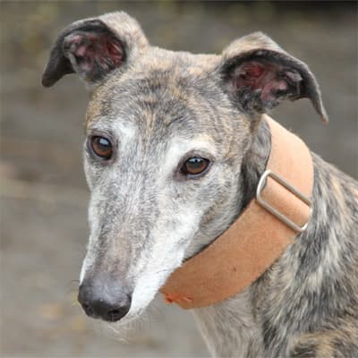 Gaby, a Greyhound looking for a home through Clare Greyhound Sanctuary