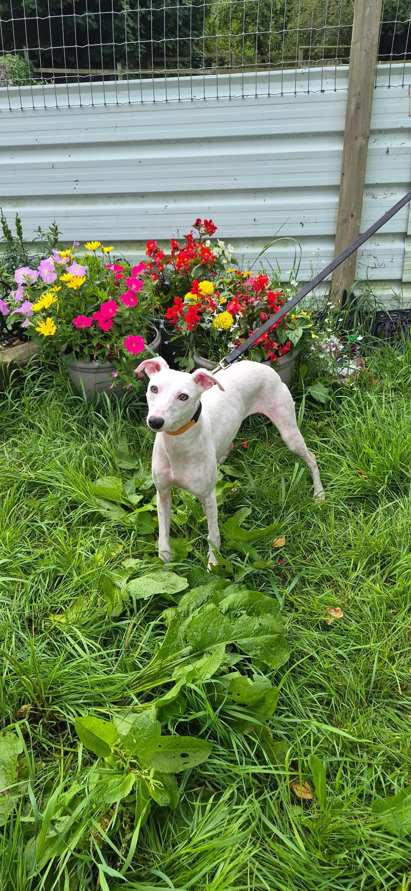 Tittle, a Whippet Italian Greyhound mix looking for a home through Galway SPCA