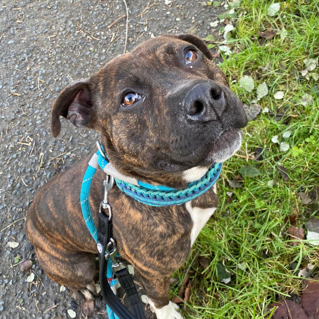 Tony, a Staffie x looking for a home through Dogs Aid Animal Sanctuary