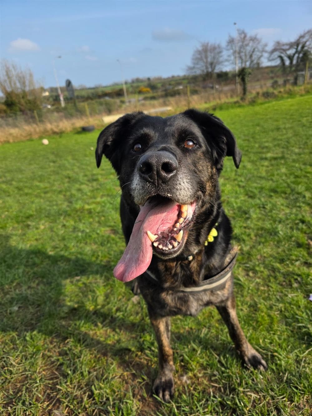 Big Max, a German Shepherd Cross looking for a home through Assisi Animal Sanctuary