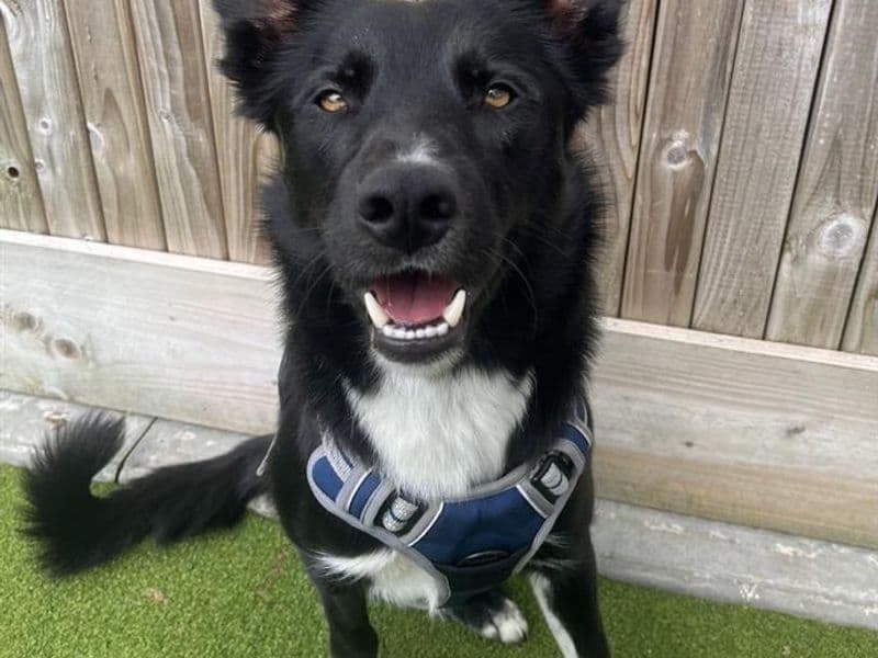 Socks, a Collie (Smooth) looking for a home through Dogs Trust Ballymena