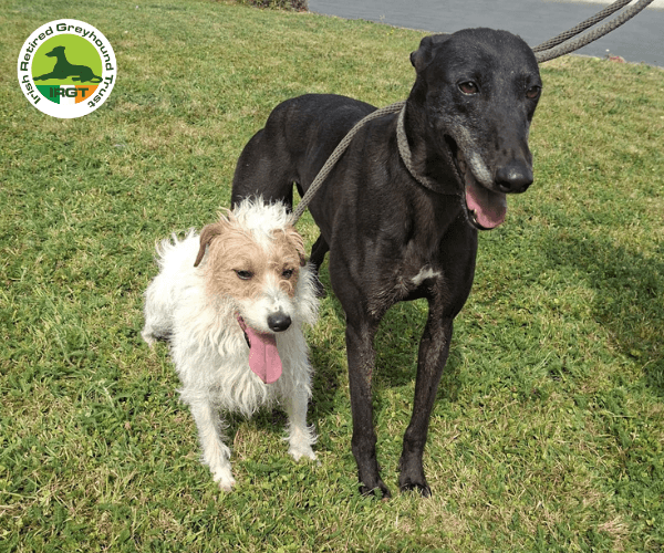 Tiny, a Greyhound looking for a home through Irish Retired Greyhound Trust (IRGT)