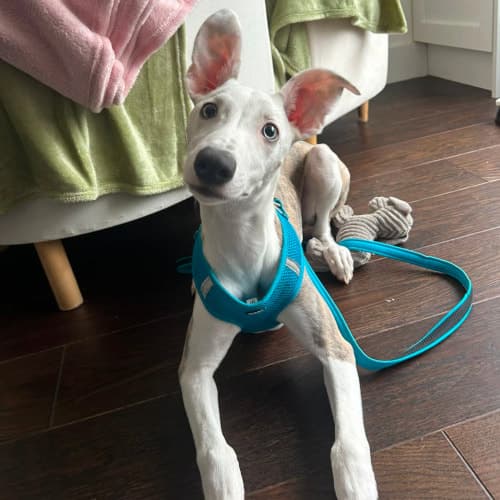Kent, a Crossbreed looking for a home through My Lovely Horse Rescue
