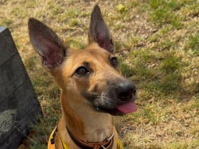 Perdi, a Lurcher Cross looking for a home through Dogs Trust Ballymena