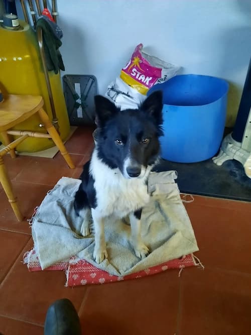 Collie, a Collie looking for a home through Renvyle Cat & Dog Rescue