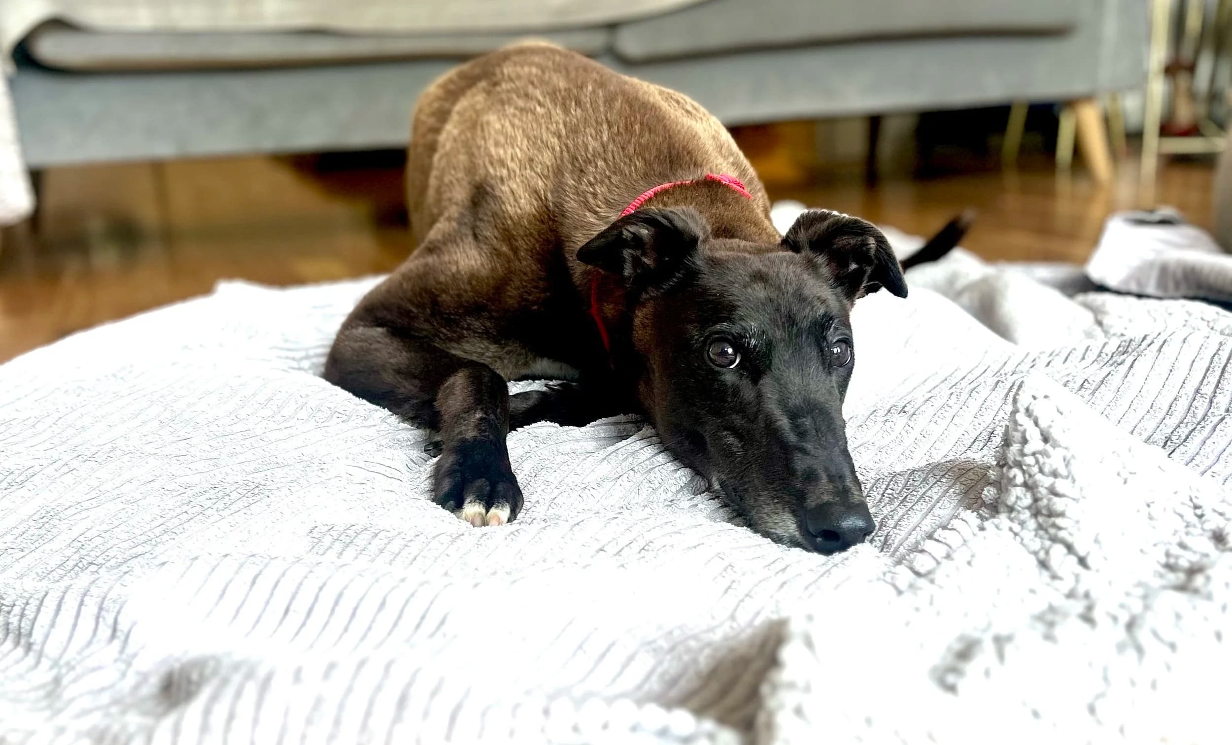 Jenson, a Greyhound looking for a home through RIGHT (Rehoming Irish Greyhounds Team)