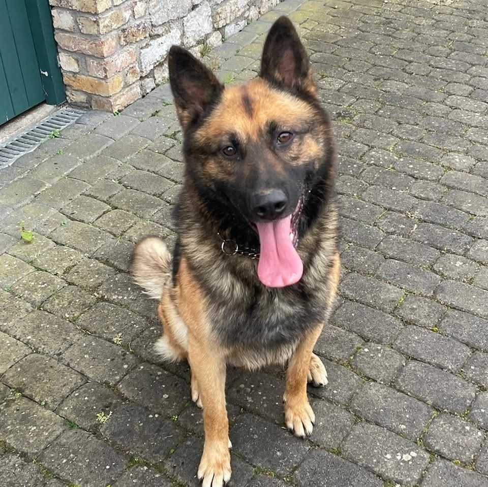 Clyde, a Crossbreed looking for a home through Dogs Angels Ireland