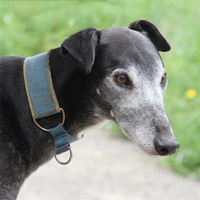 Troy, a Greyhound looking for a home through Clare Greyhound Sanctuary