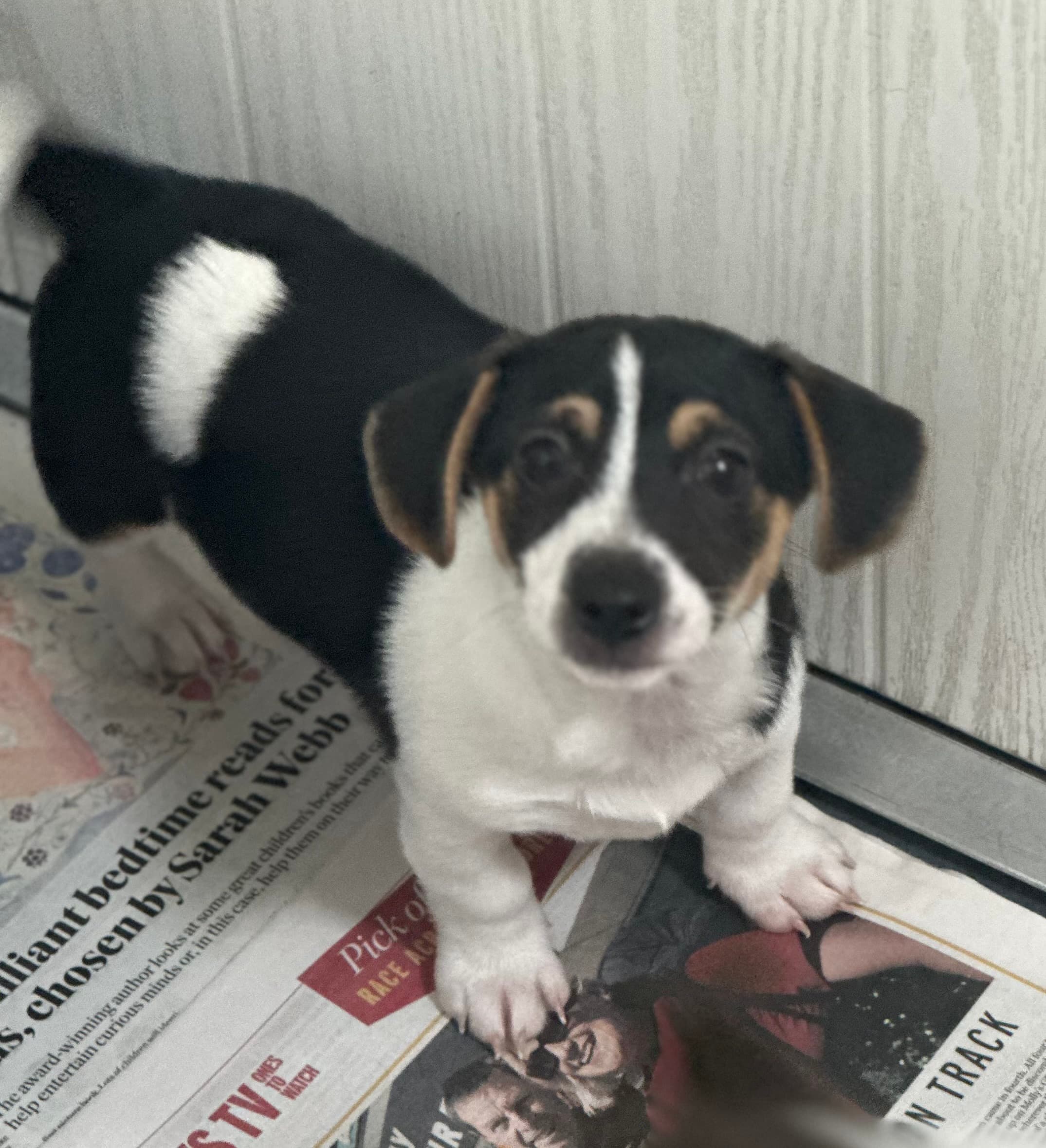 Frankie, a Jack Russell Cross looking for a home through Almost Home Animal Rescue NI