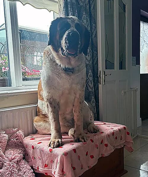 Skye, a St. Bernard looking for a home through Renvyle Cat & Dog Rescue