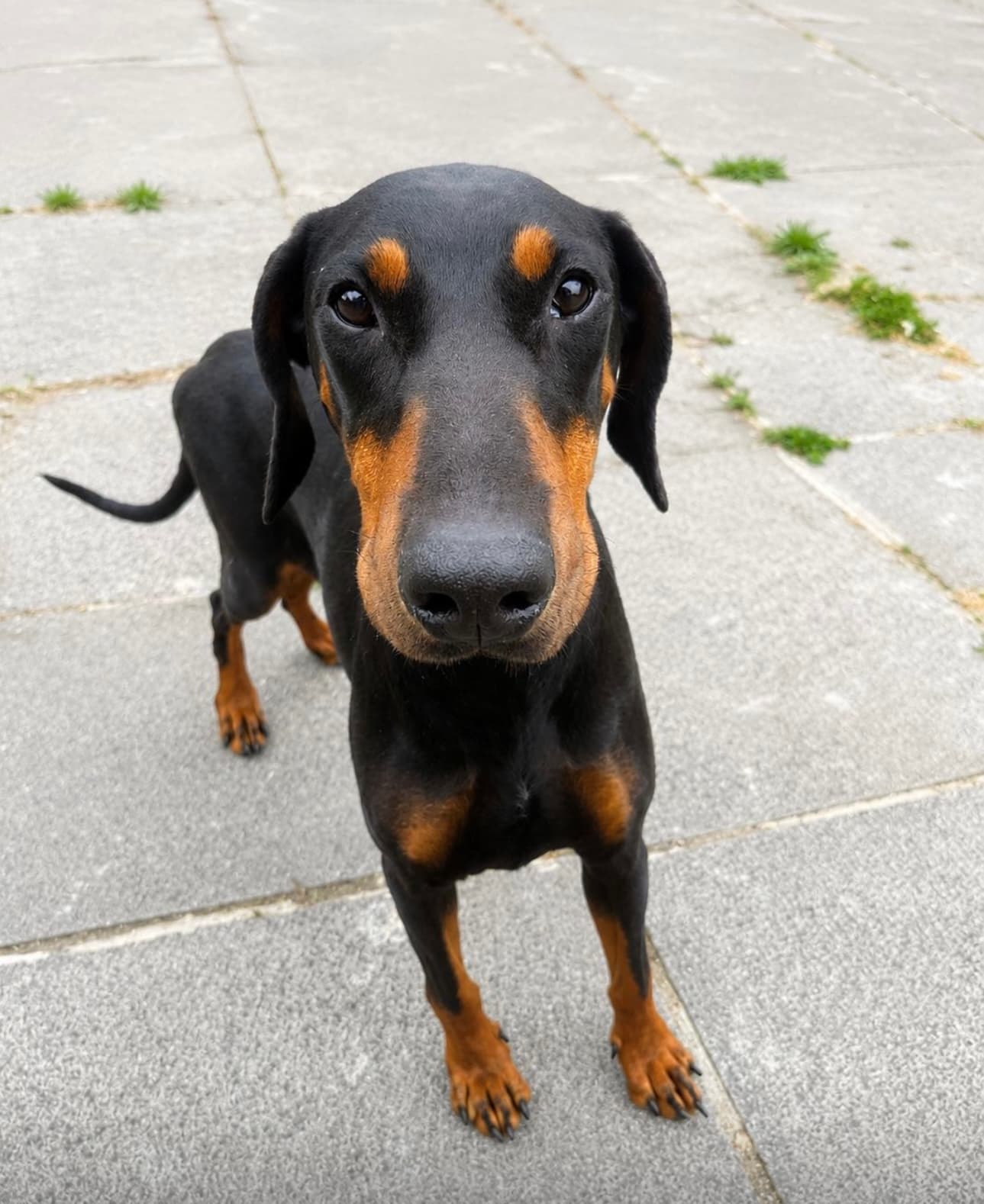 Ethel, a Doberman looking for a home through Almost Home Animal Rescue NI