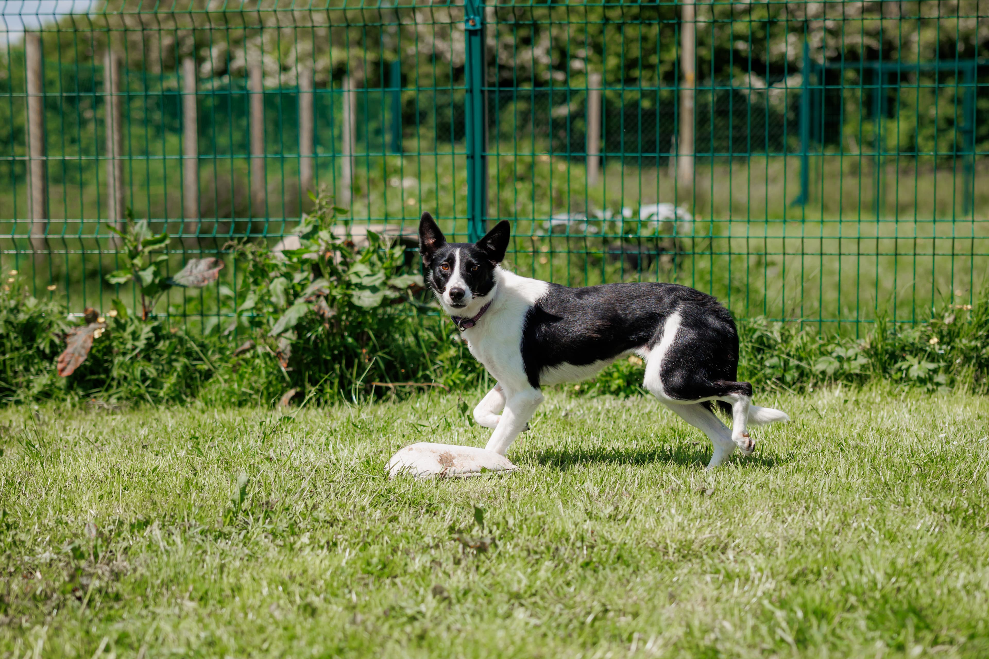 Roxy, a Crossbreed looking for a home through Roscommon SPCA