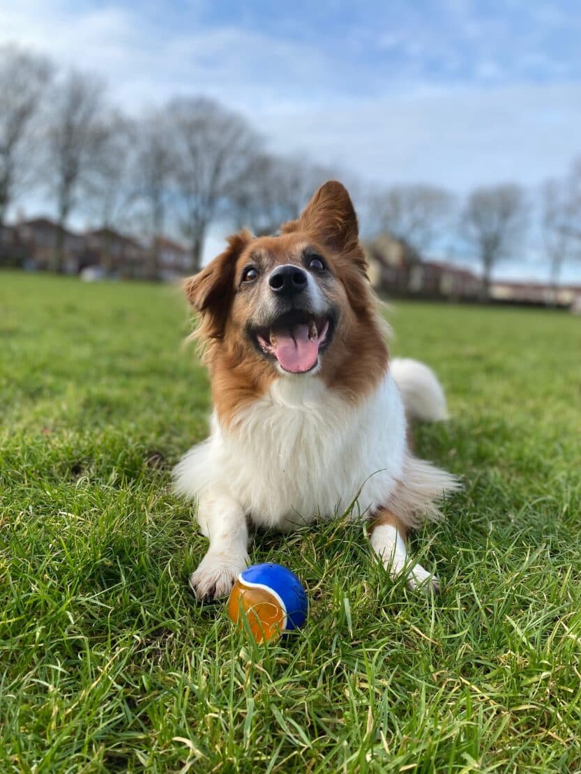 Buddy, a Crossbreed looking for a home through West Cork Animal Welfare Group