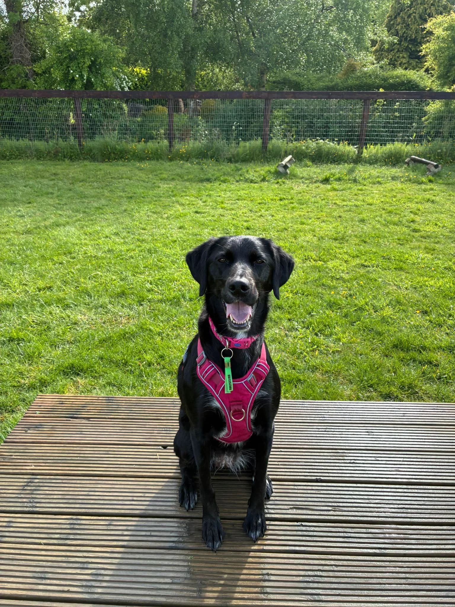 Summer, a Lab Cross Setter looking for a home through Dogs in Distress
