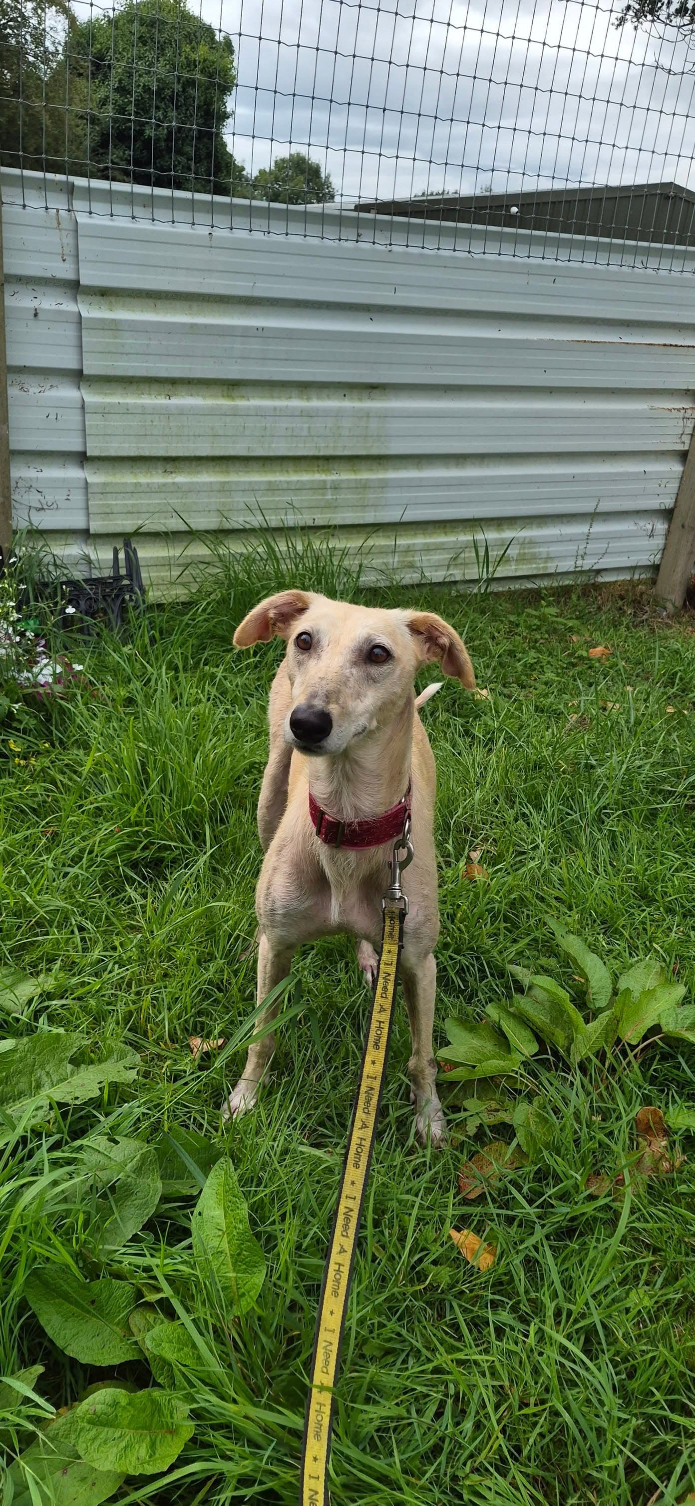 Rumour, a Lurcher looking for a home through Galway SPCA