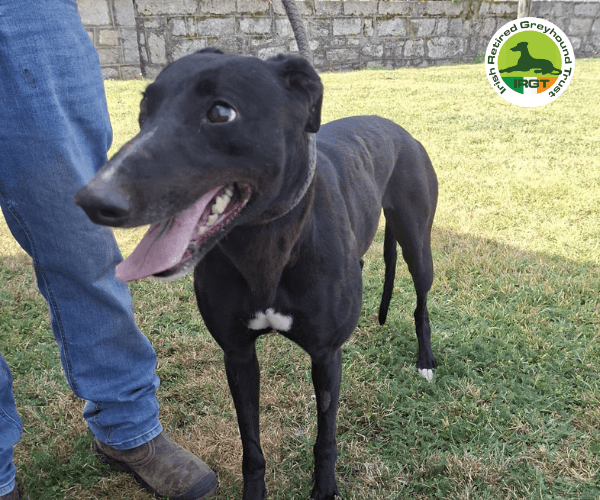 Toni, a Greyhound looking for a home through Irish Retired Greyhound Trust (IRGT)