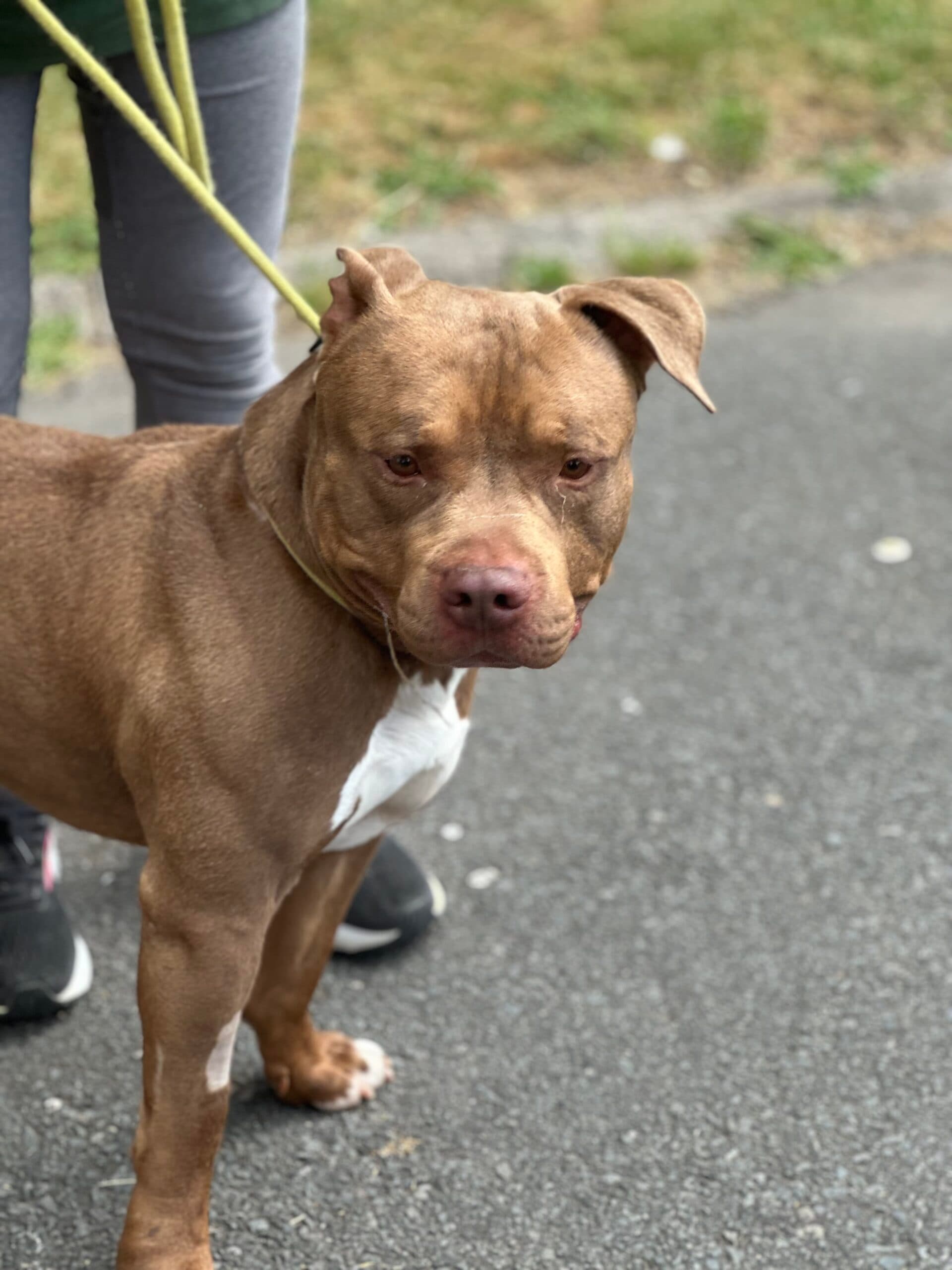 Tyson, a Pocket Bully cross looking for a home through Almost Home Animal Rescue NI