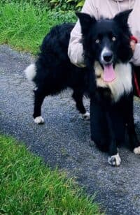 Max, a Collie looking for a home through Sera Husky and Animal Rescue