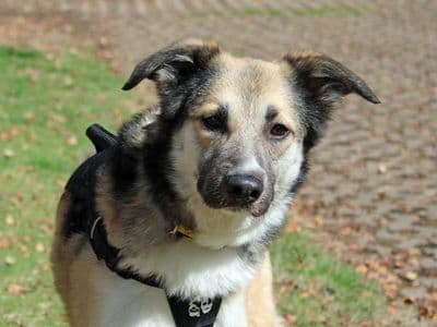 Bonnie, a Crossbreed looking for a home through Dogs Trust Ballymena