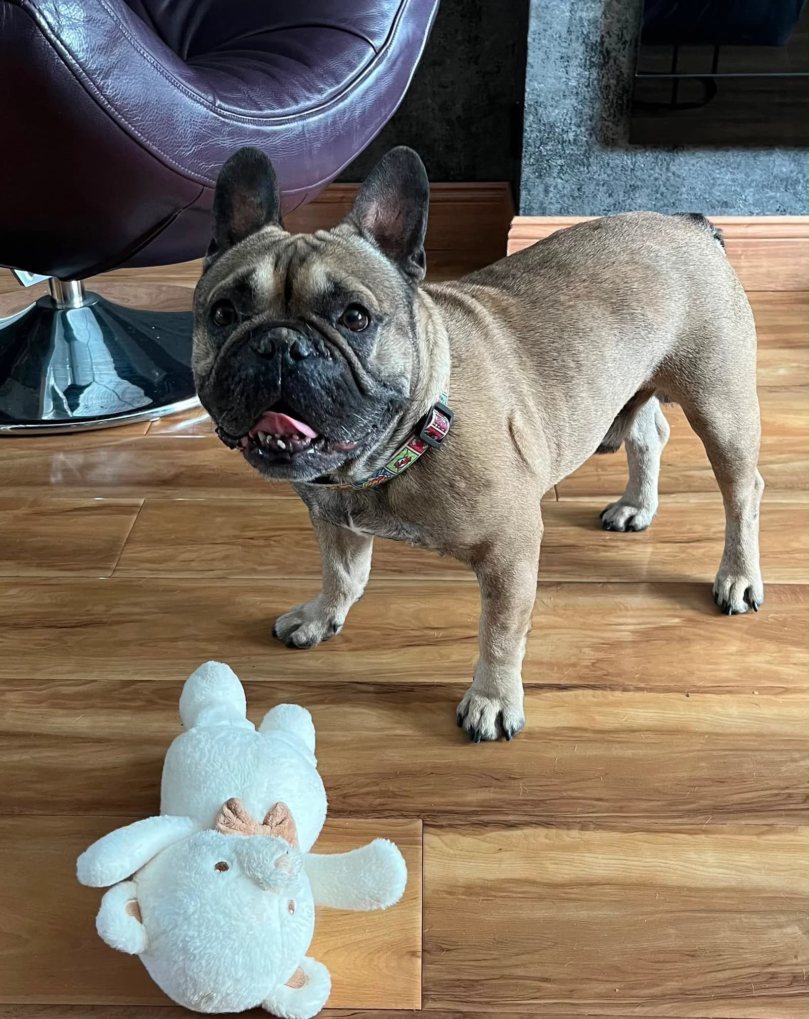 Rodney, a French Bulldog looking for a home through Dogs in Distress