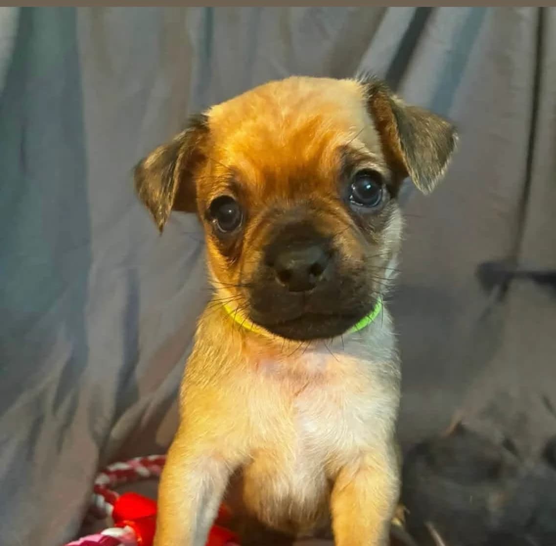 Leni, a Crossbreed looking for a home through Dogs in Distress