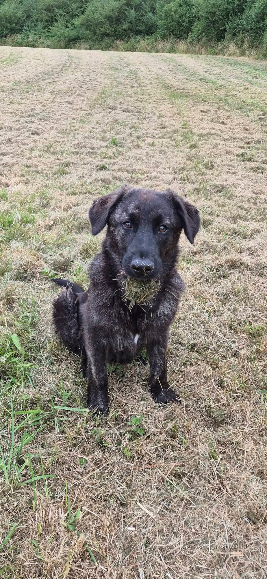 Jury, a Shepherd Collie Cross looking for a home through Galway SPCA