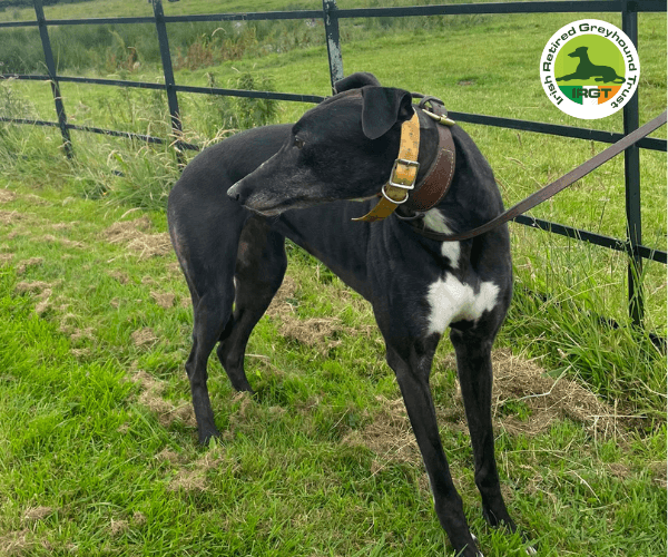 Ina, a Greyhound looking for a home through Irish Retired Greyhound Trust (IRGT)