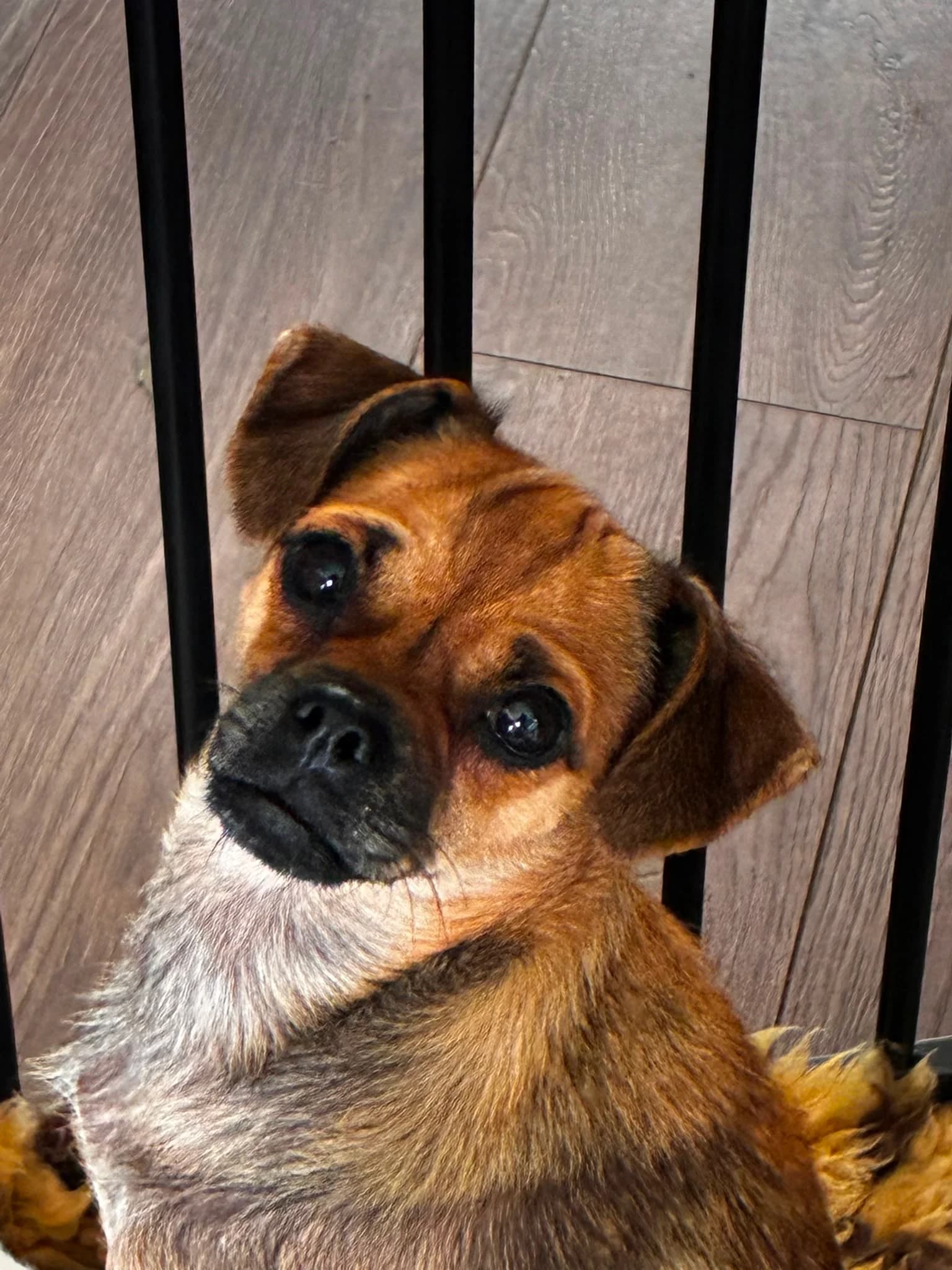 Lyra, a Crossbreed looking for a home through Dogs in Distress