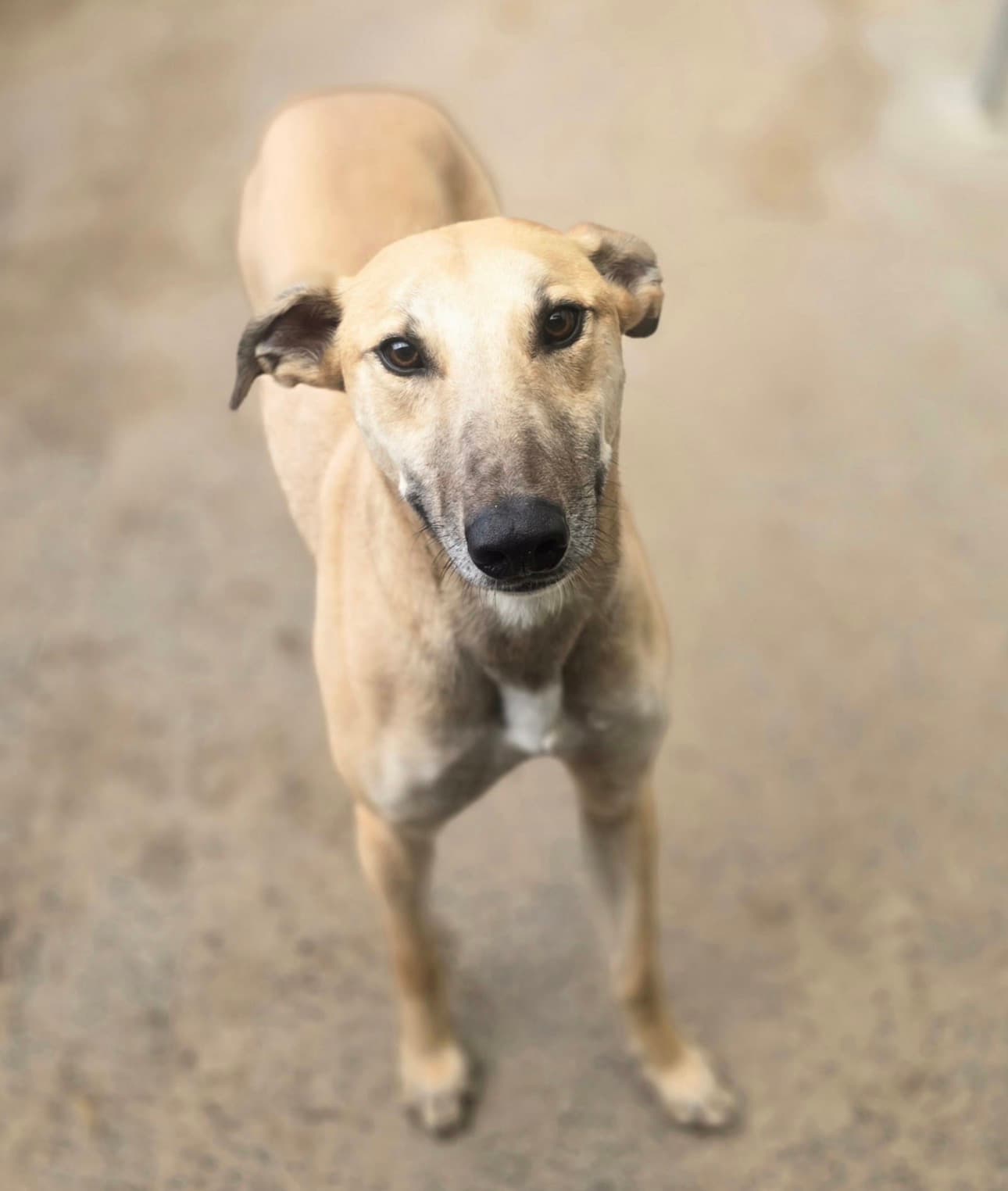Ollie, a Lurcher looking for a home through Almost Home Animal Rescue NI