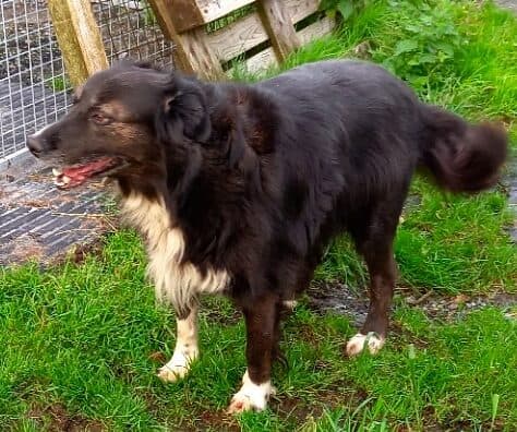 Kali, a Collie Cross looking for a home through Burren Animal Rescue