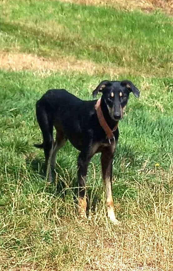 Remi, a Whippet Lurcher looking for a home through West Cork Animal Welfare Group