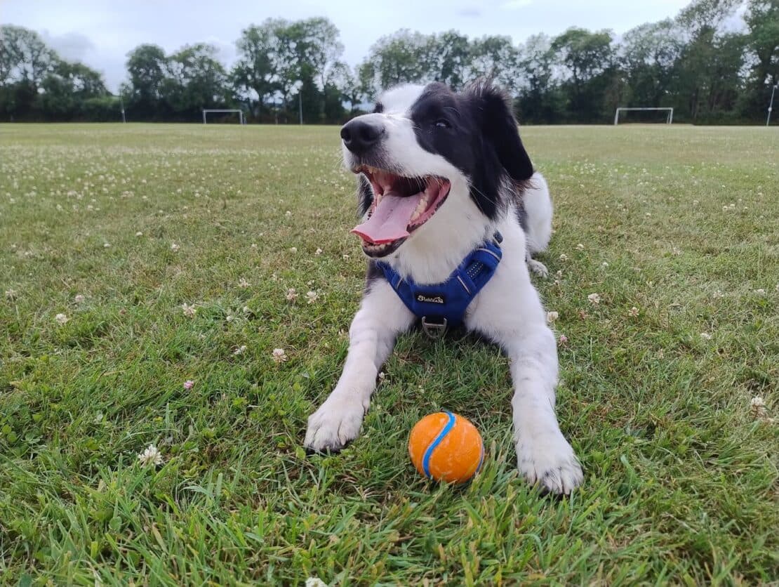 Loki, a Collie looking for a home through West Cork Animal Welfare Group