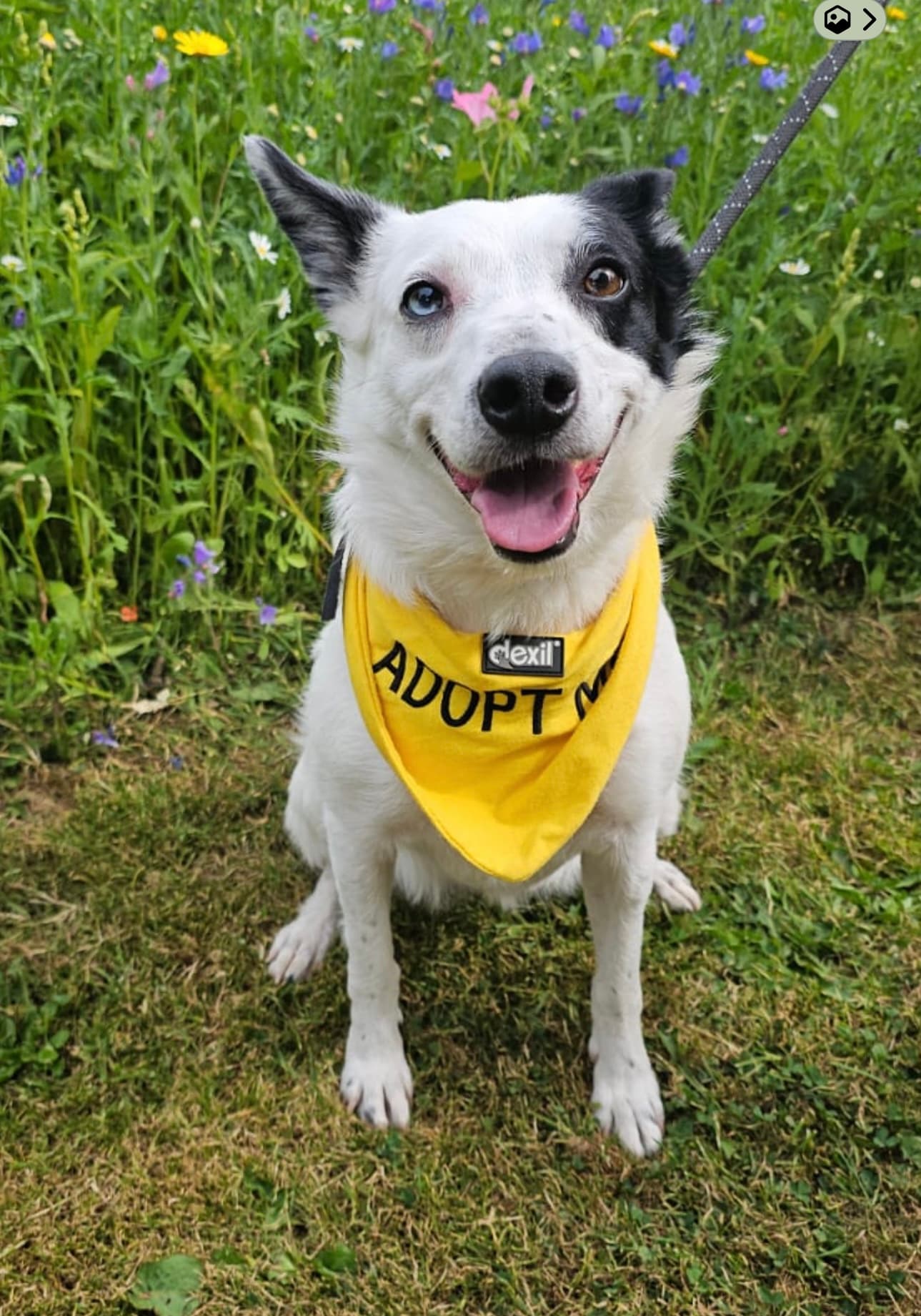 Nellie, a Collie looking for a home through Almost Home Animal Rescue NI