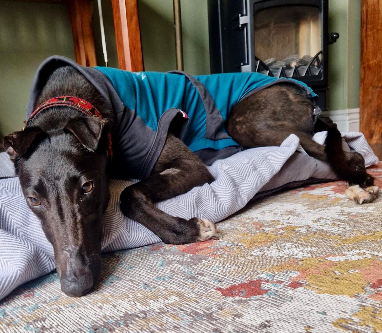 Ethel, a Greyhound looking for a home through Kildare and West Wicklow SPCA (KWWSPCA)