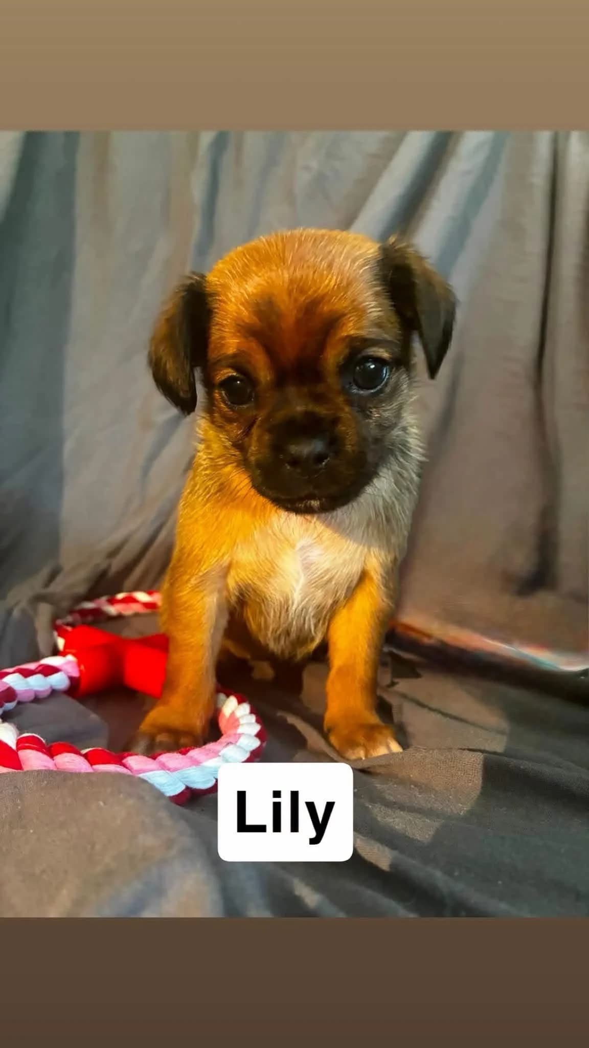 Lily, a Crossbreed looking for a home through Dogs in Distress