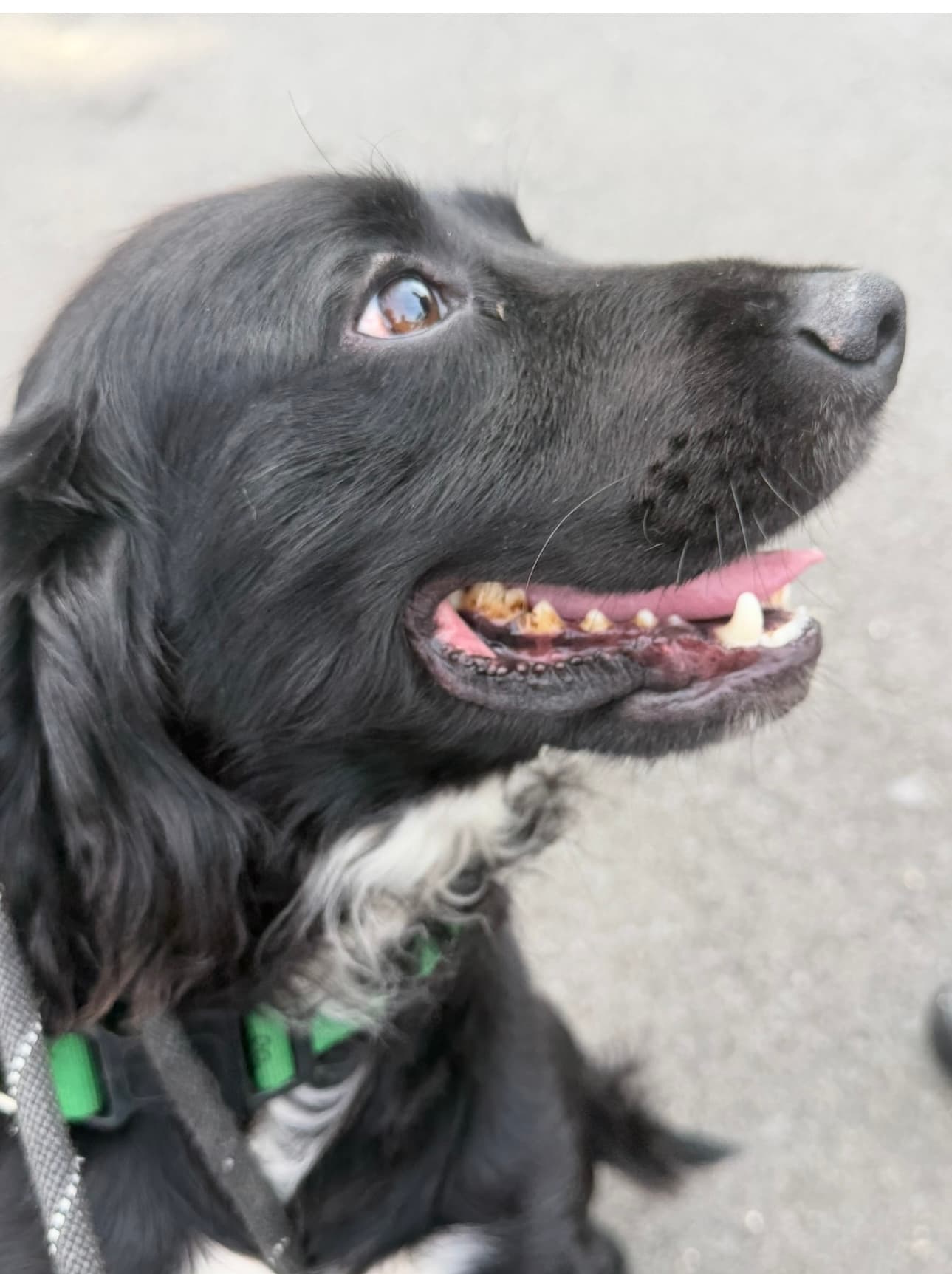 Tracker, a Cocker Spaniel looking for a home through Almost Home Animal Rescue NI