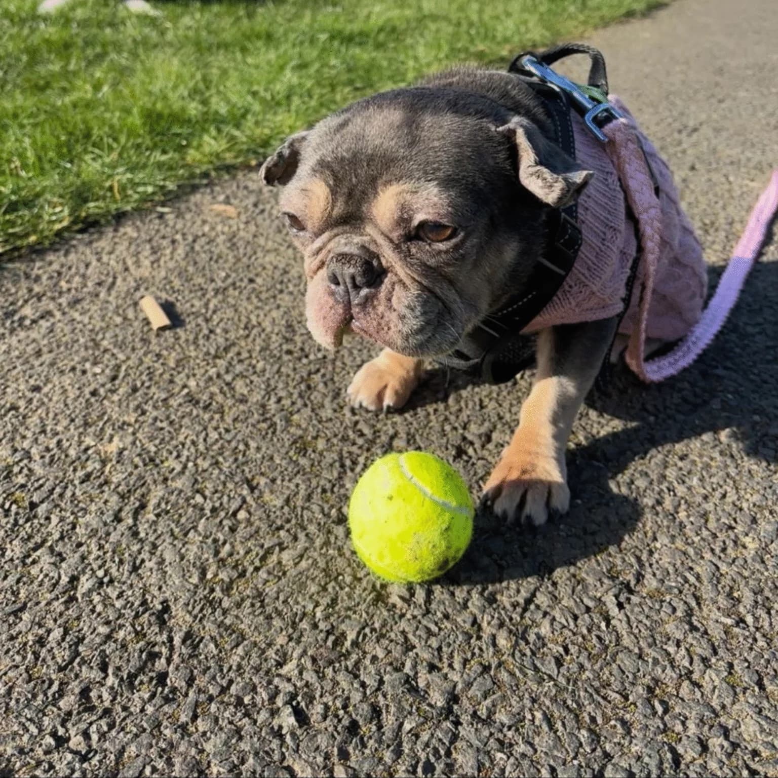 Zola, a French Bulldog looking for a home through Dogs in Distress