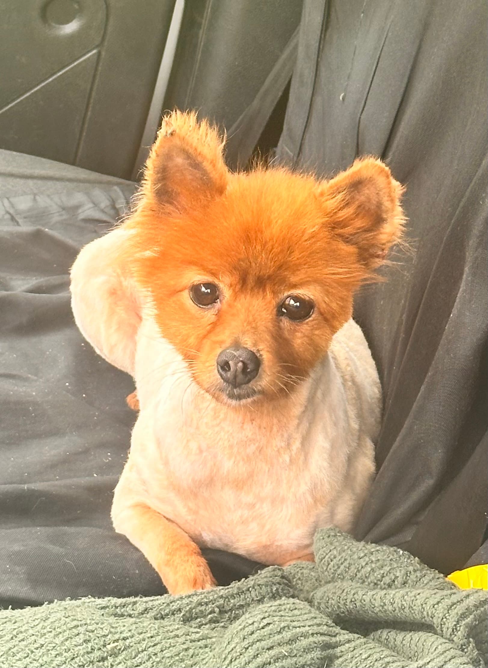 Vixen, a Pomeranian looking for a home through Almost Home Animal Rescue NI