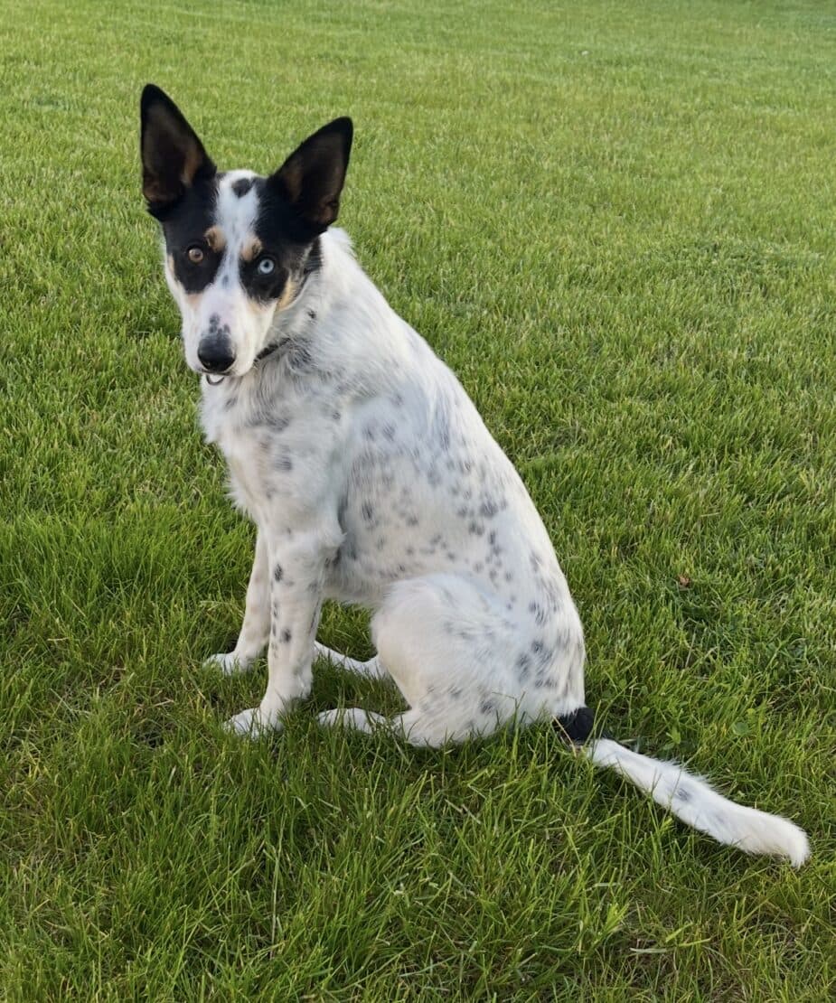 Fergie, a Collie mix looking for a home through West Cork Animal Welfare Group
