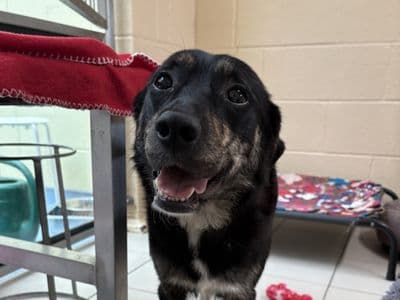 Gabriella, a Collie (Border) Cross looking for a home through Dogs Trust Ireland