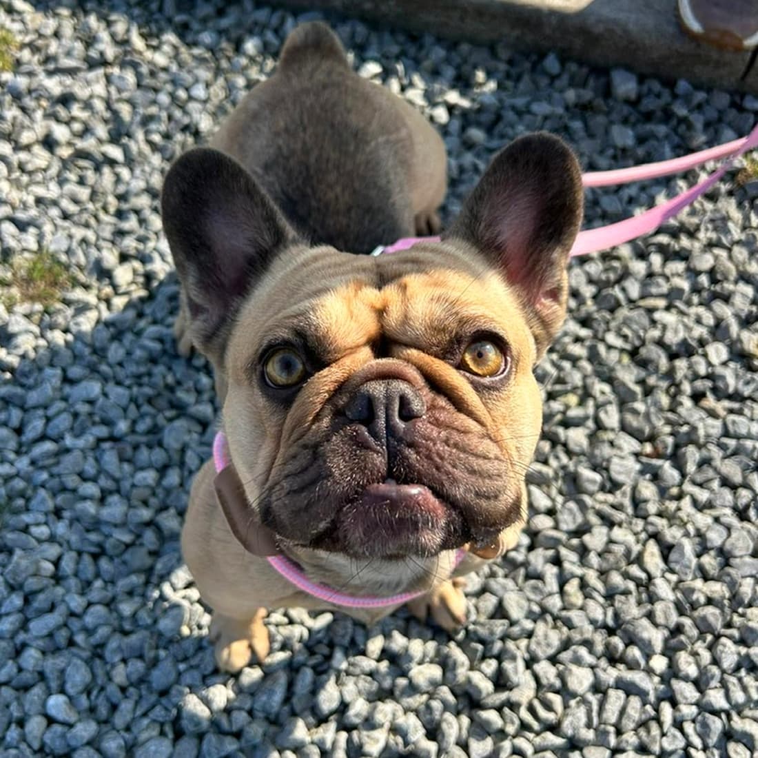 Mary, a Frenchie looking for a home through Dogs Aid Animal Sanctuary