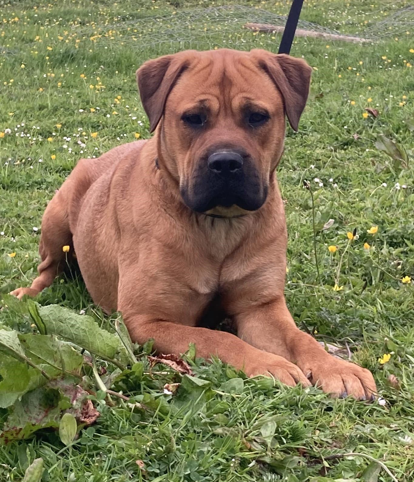 Tia, a Bullmastiff Cross looking for a home through Burren Animal Rescue