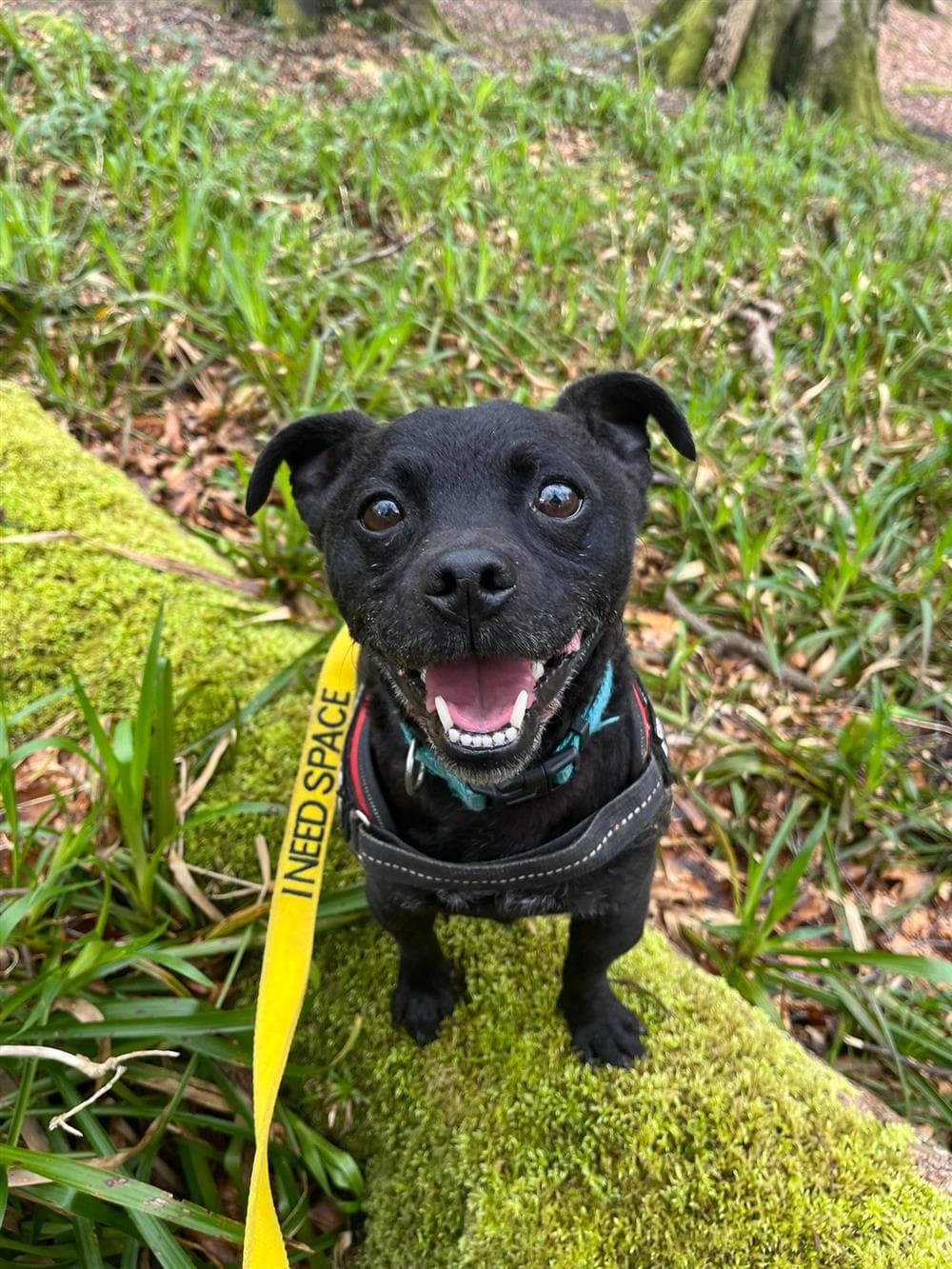 Pablo, a Pug Cross looking for a home through Assisi Animal Sanctuary