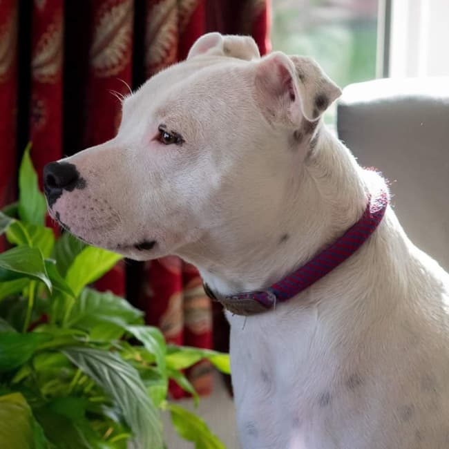 Jasper, a Crossbreed looking for a home through Northern Ireland Staffordshire Bull Terrier Rescue