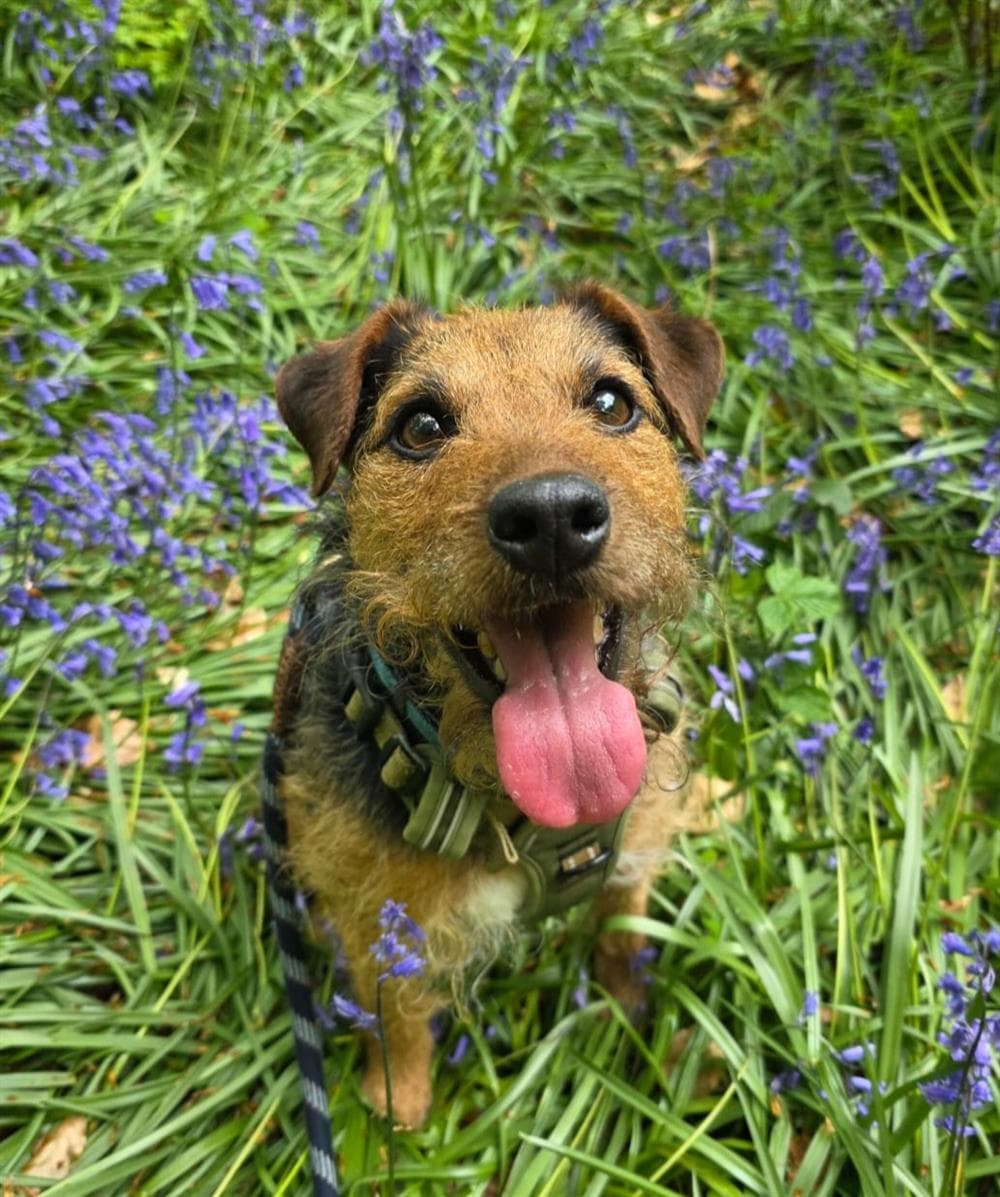 Eddie, a Terrier Cross looking for a home through Assisi Animal Sanctuary