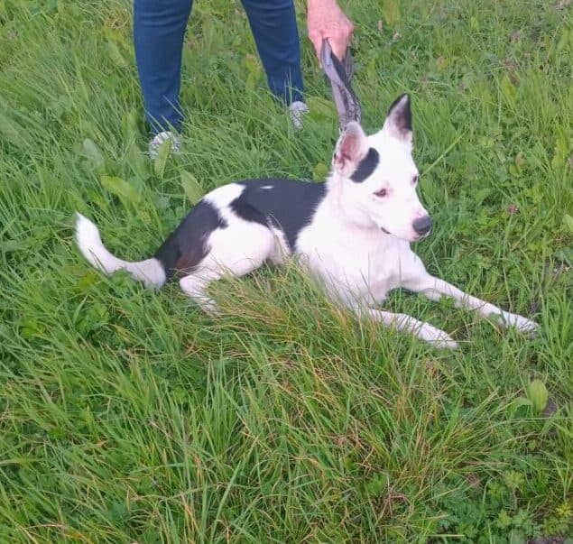 Ali, a Kelpie Cross looking for a home through West Cork Animal Welfare Group