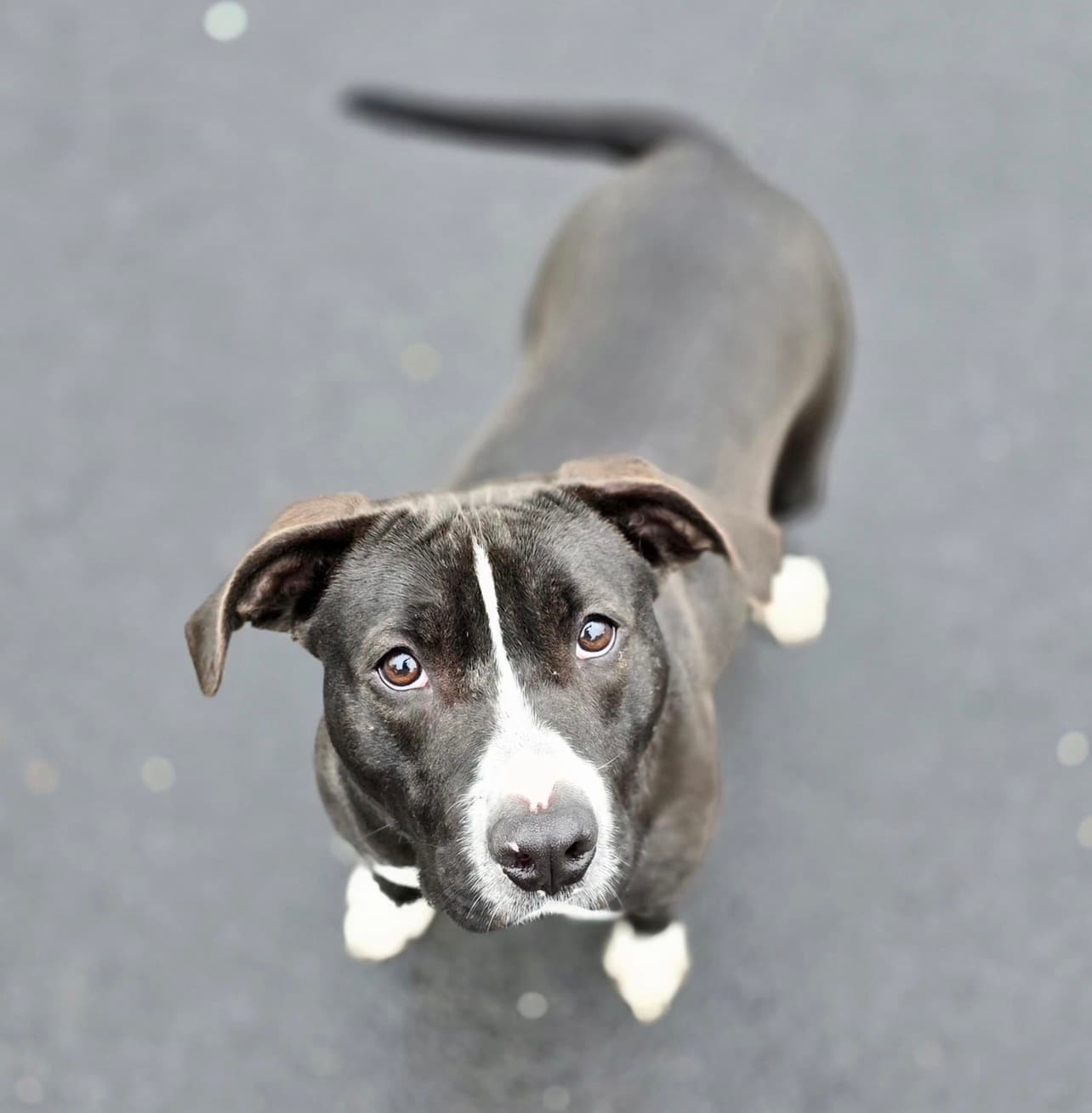 Kylie, a Crossbreed looking for a home through Almost Home Animal Rescue NI