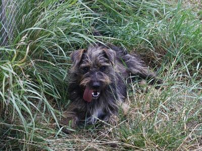 Sprinkles, a Crossbreed looking for a home through Dogs Trust Ireland