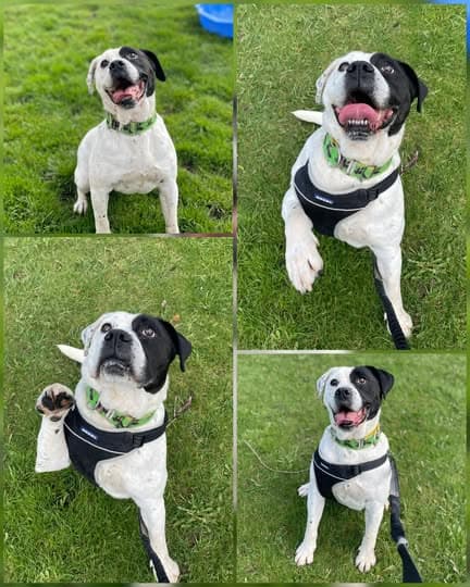 Reuben, a Crossbreed looking for a home through Laois SPCA